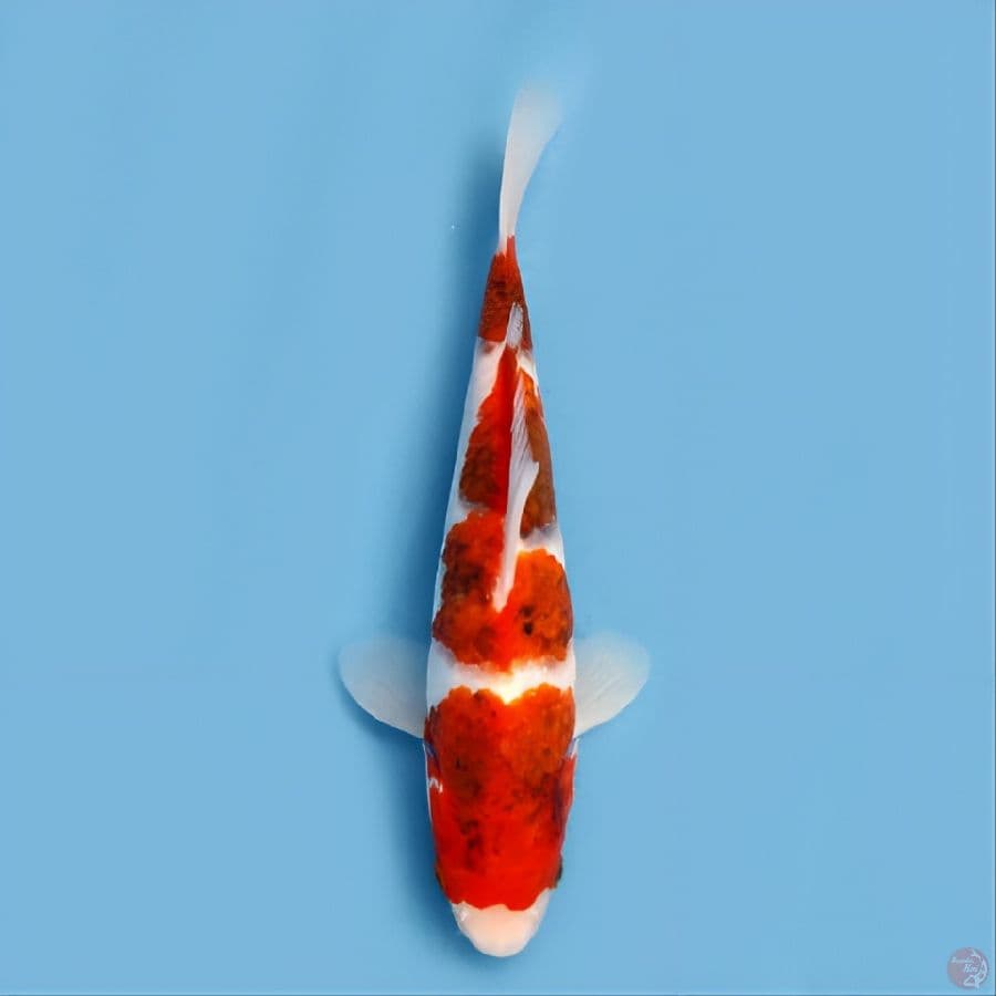 Ai koromo bahan keep 25 cm