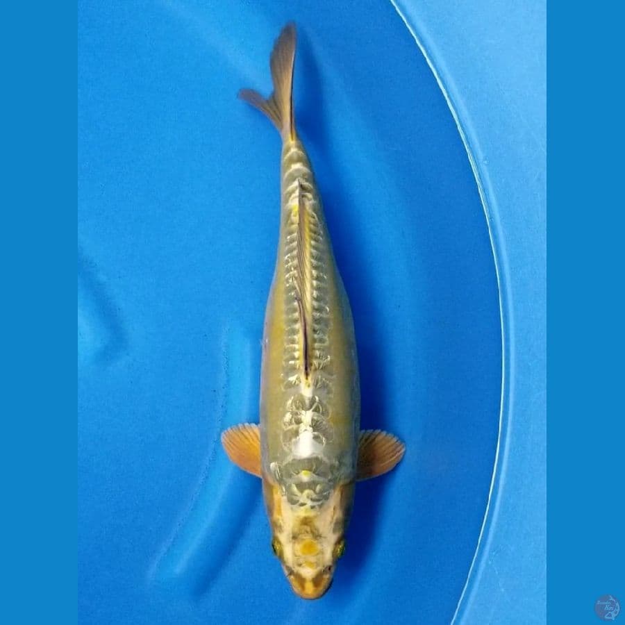 GOLD KAWARIMONO 38 CM FM