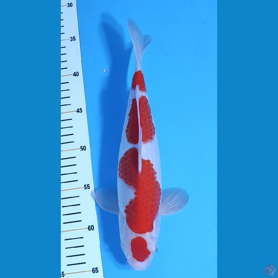 KOHAKU MARUTEN HQ ~30cm/Male~