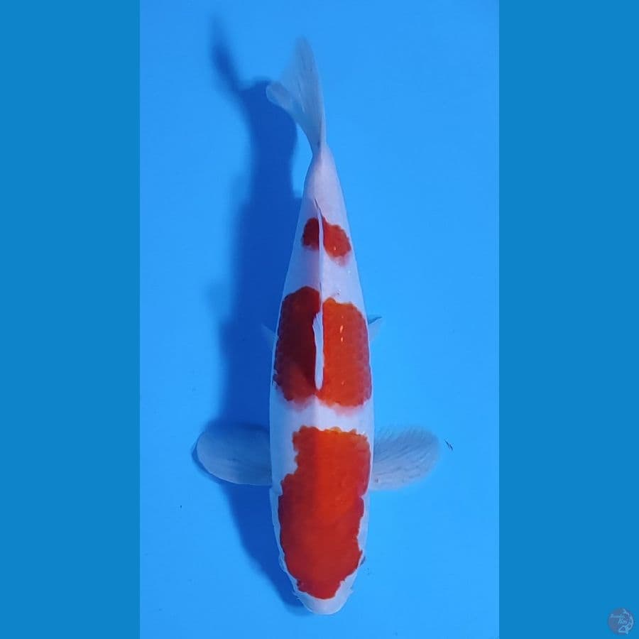 KOHAKU HQ CALON JUMBO ~30cm/Feemale~