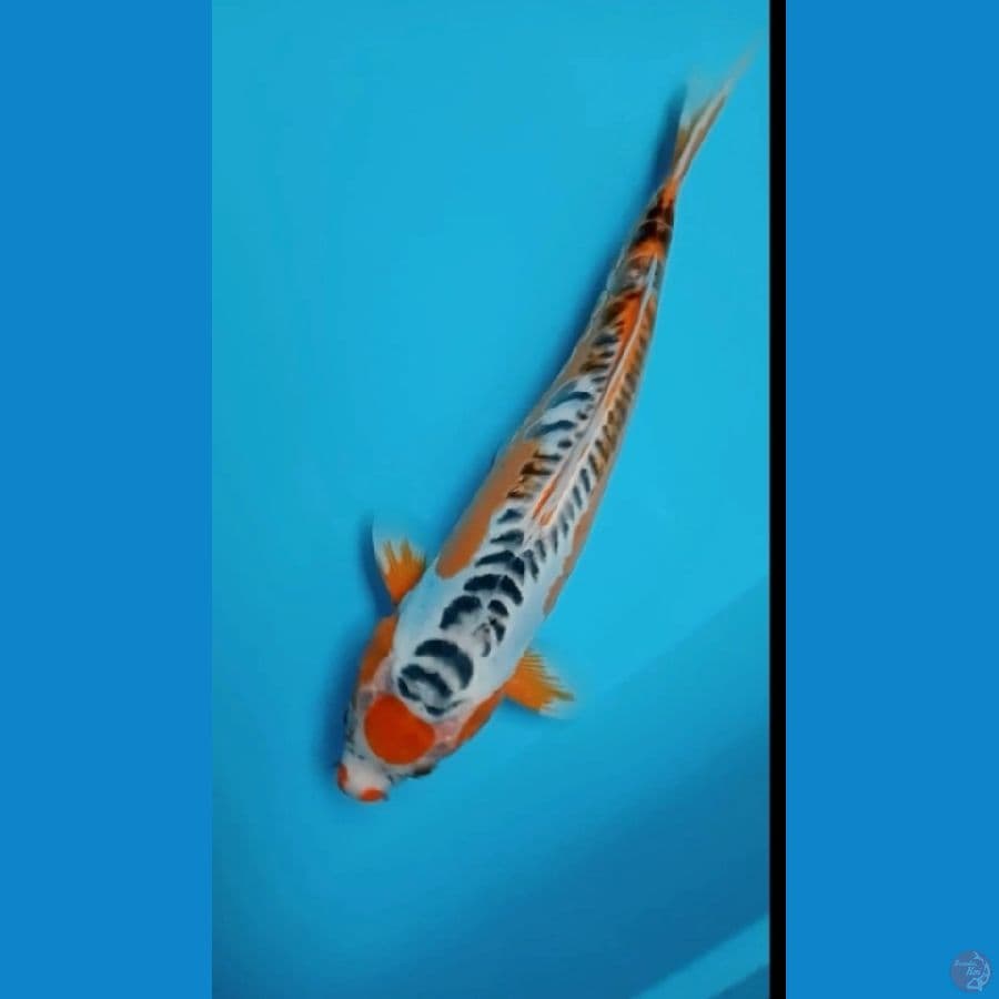 THANCO SUSUI 35 CM