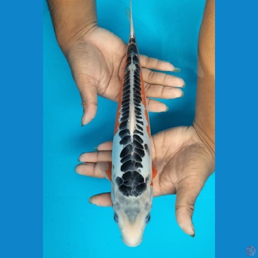 Shusui 33cm.M