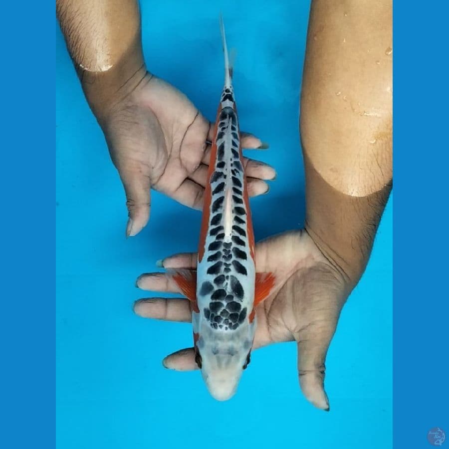 Shusui 33cm M