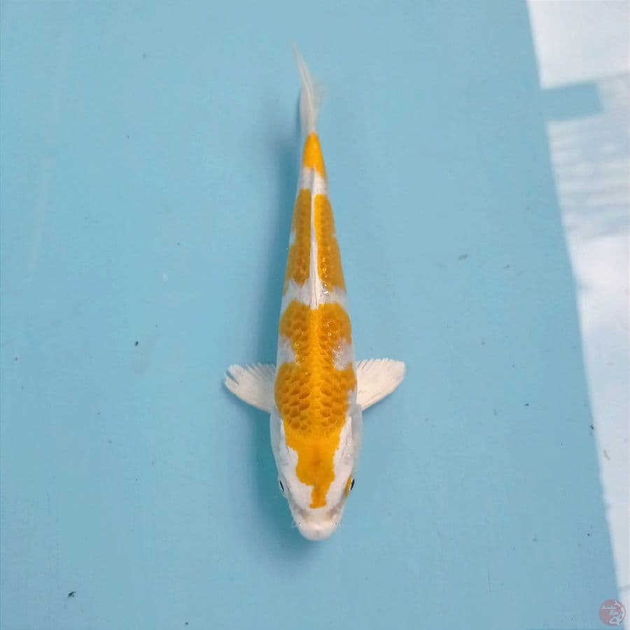hariwake, 17 cm