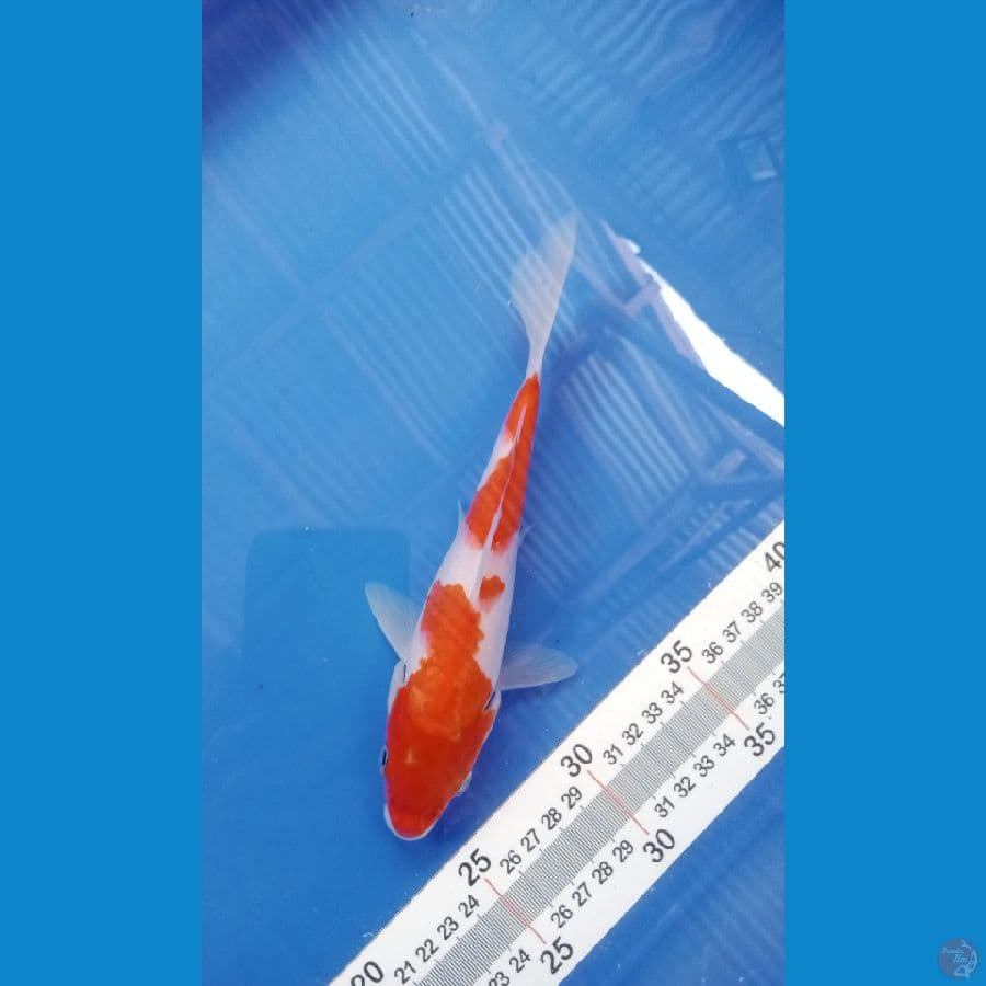 kohaku20