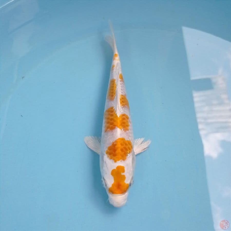 hariwake, 20 cm