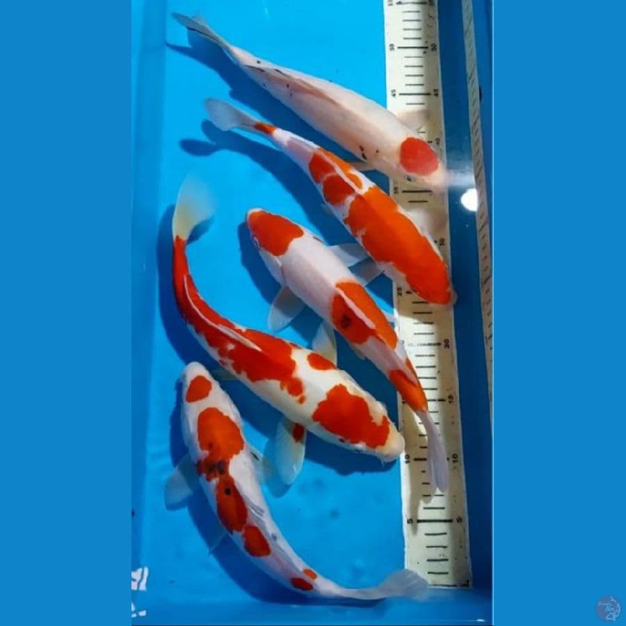 KOHAKU SANKE TANCHO 30-35 CM