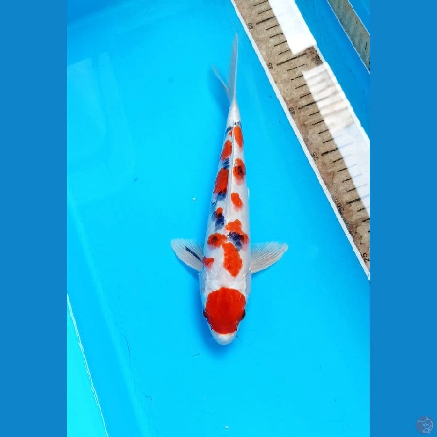 Sanke 26cm