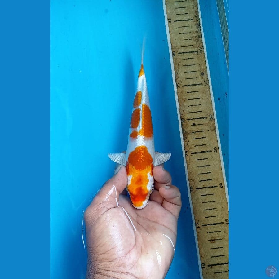 Hariwake 23cm