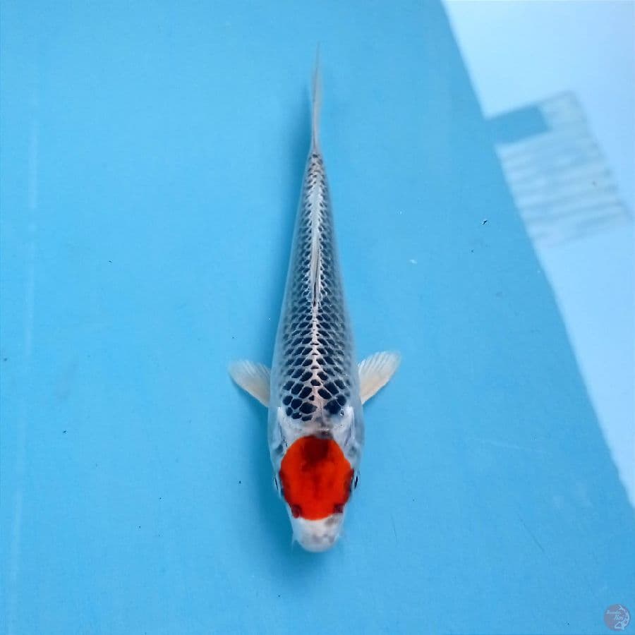 tancho kujaku, 20 cm