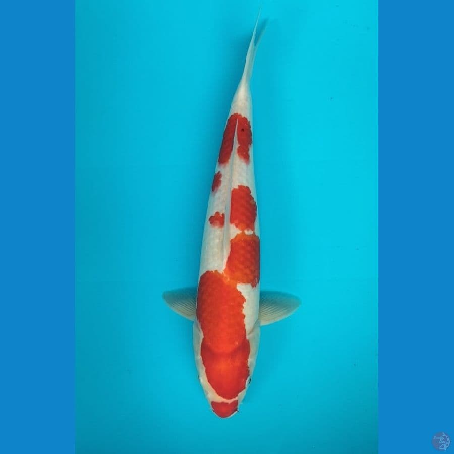kohaku 38 cm M