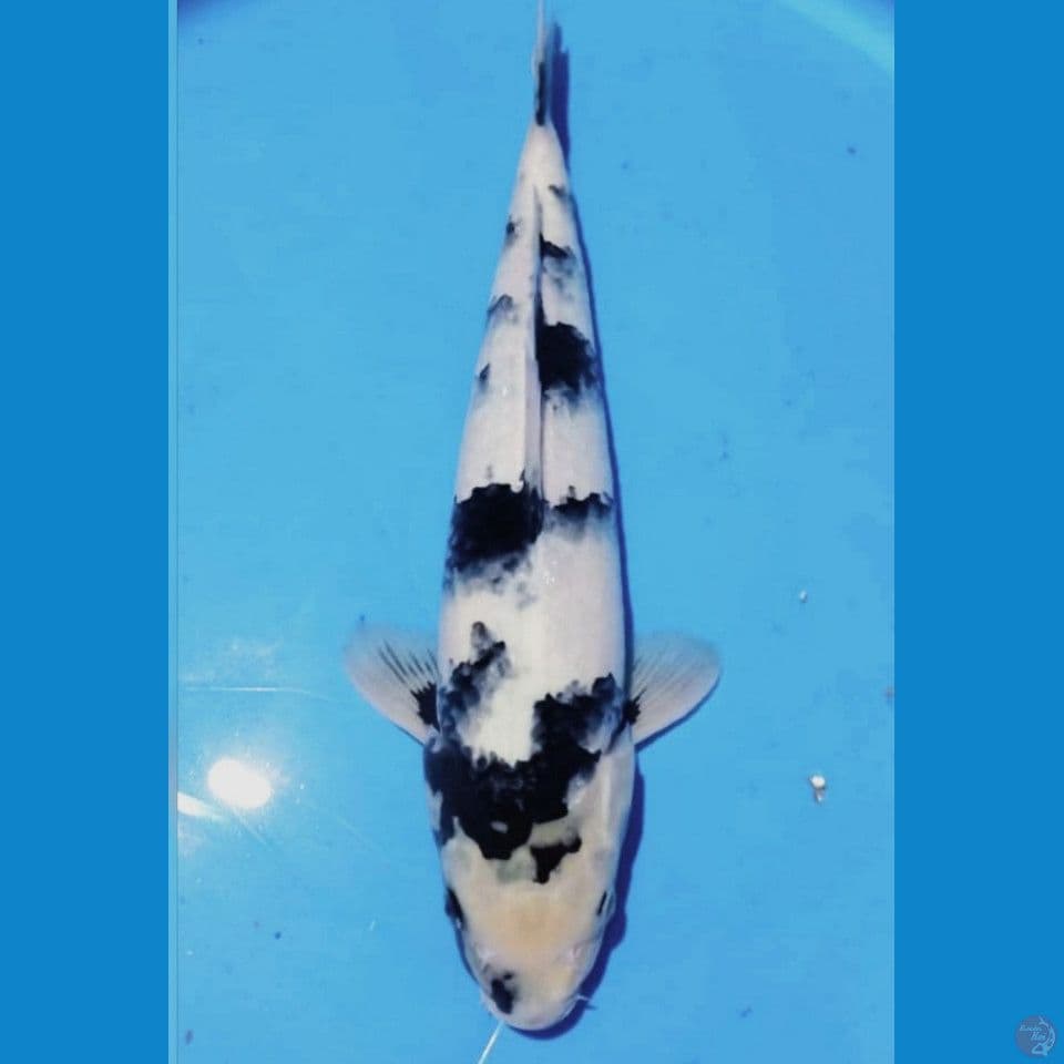 tategoi 36 cm