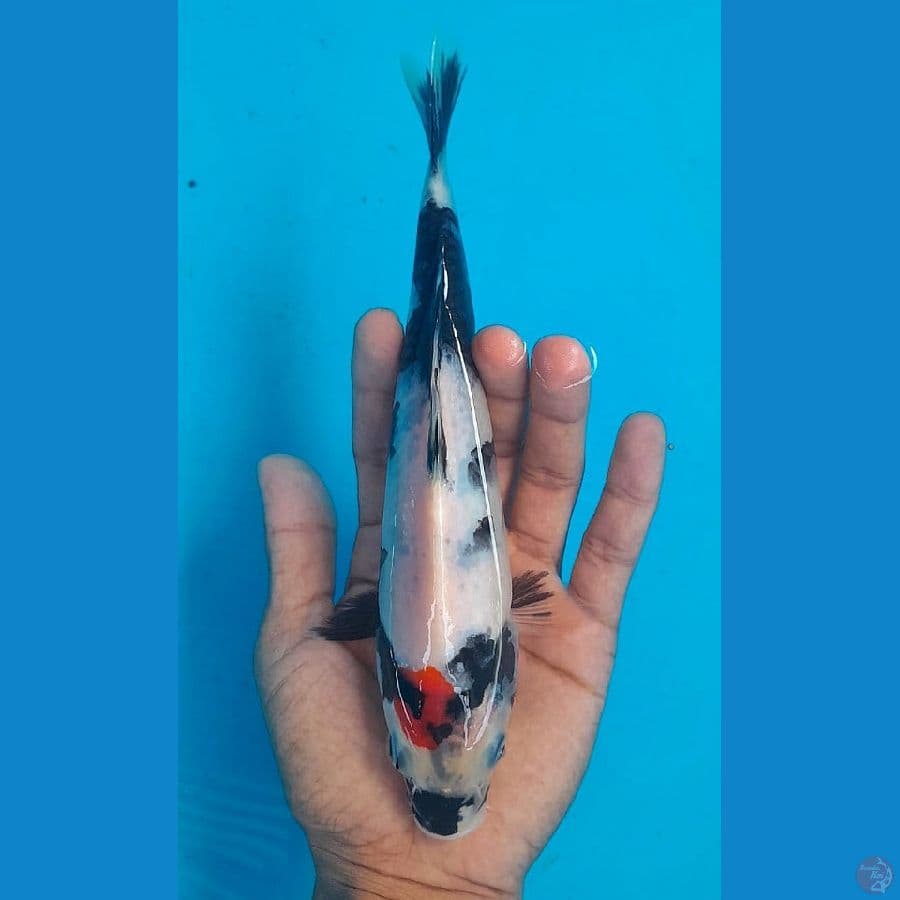 TANCHO SHOWA (20CM)