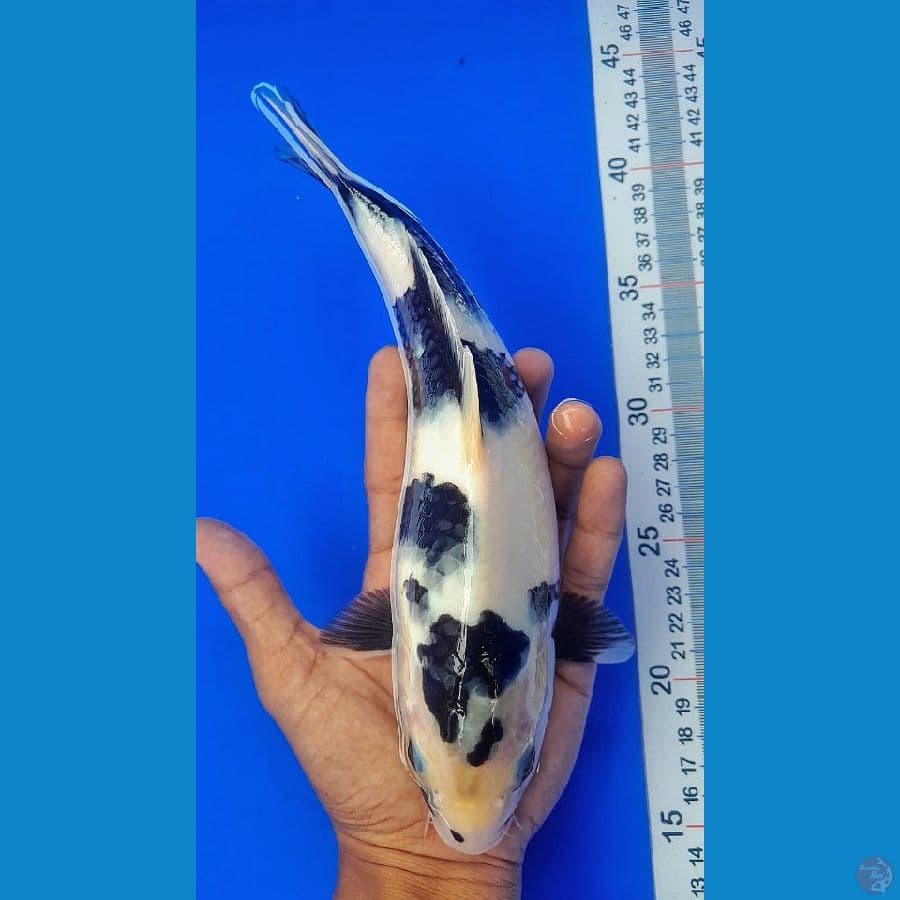 SHIRO (26CM)