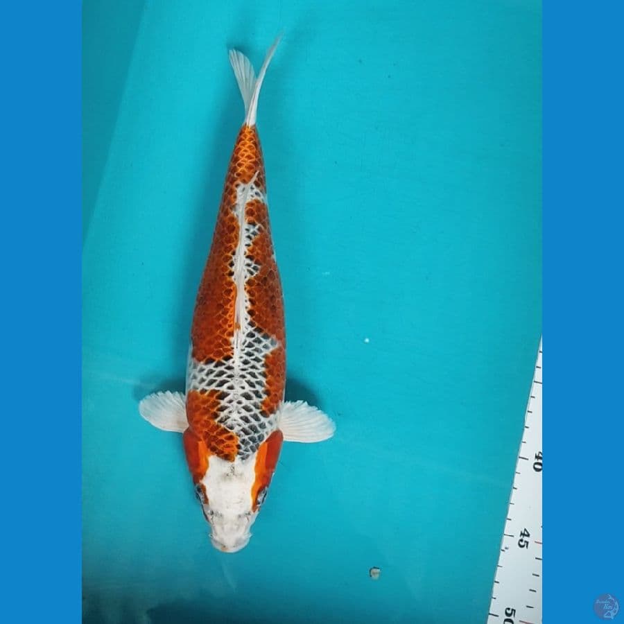 KUJAKU MANTAB 32CM MALE