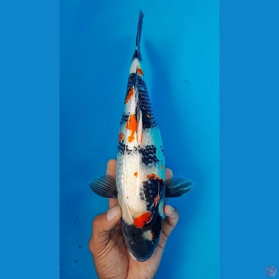 SHOWA GINRIN (31CM)