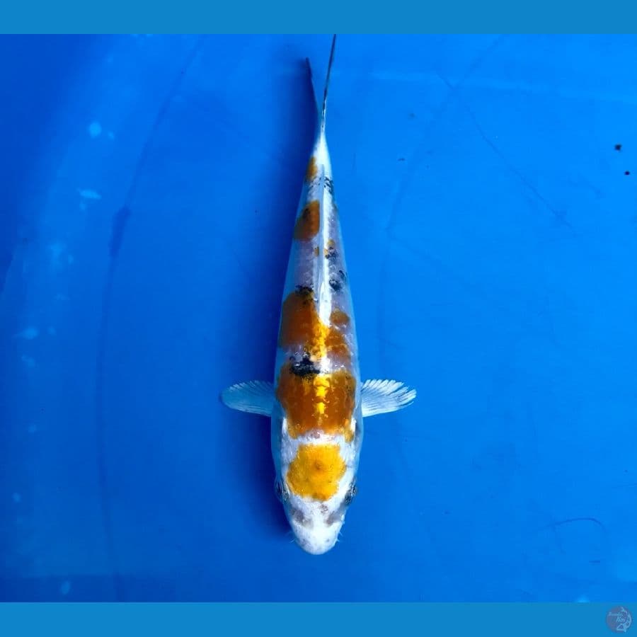 sanke hikari gold 15cm