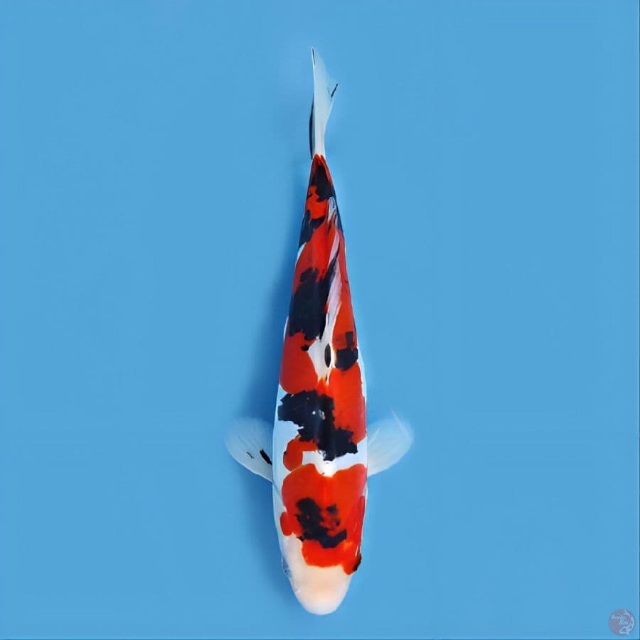 Taiso sanke doitsu murni original 22 cm