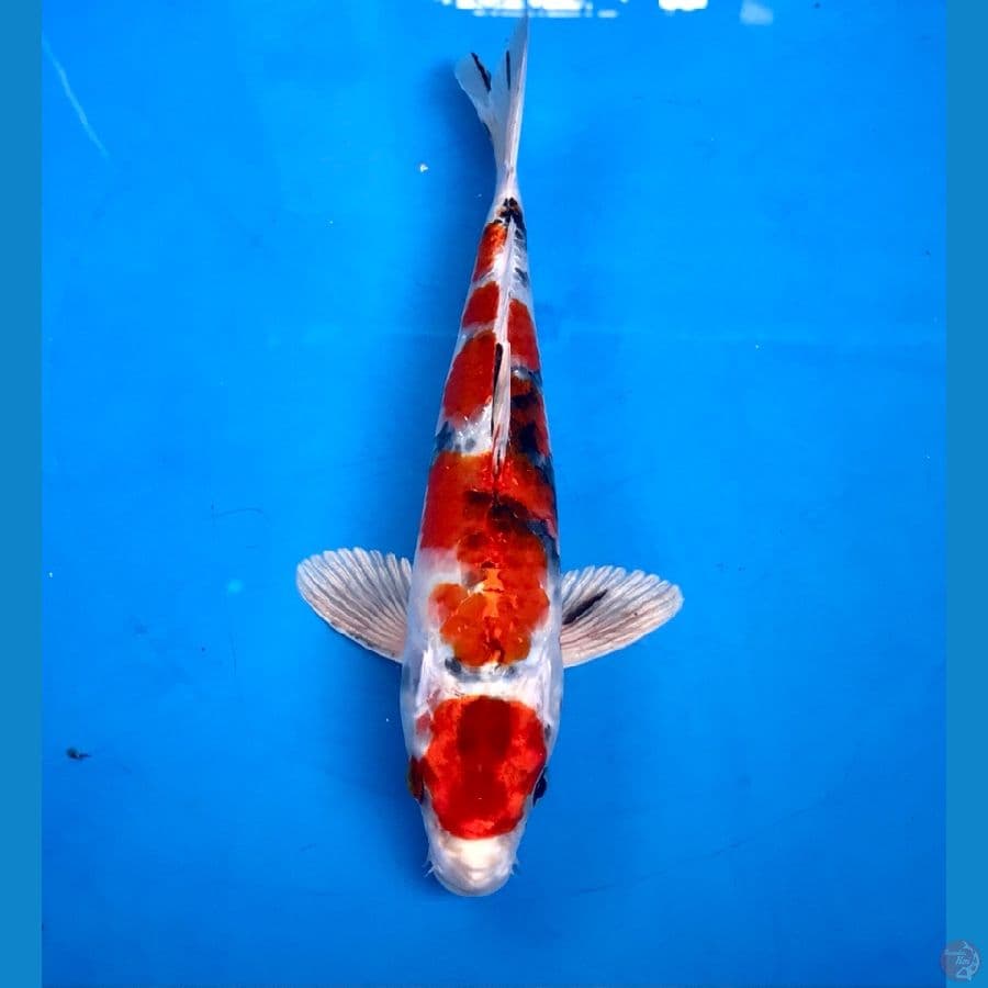 maruten kin showa 25cm