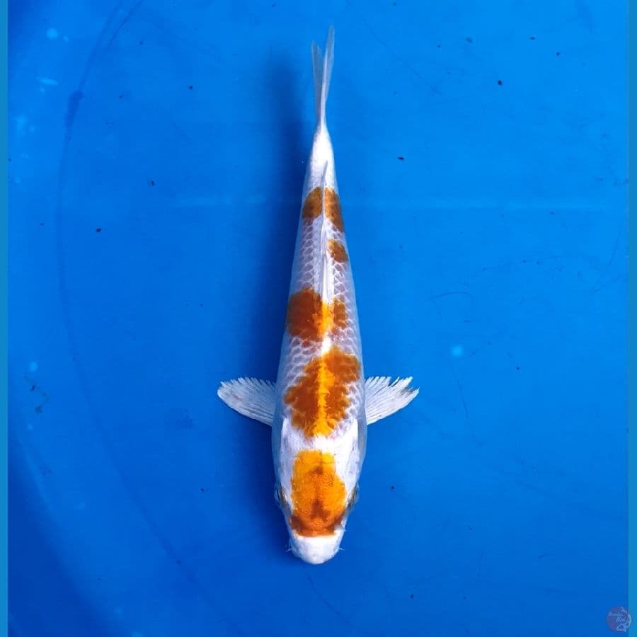 hariwake 17cm