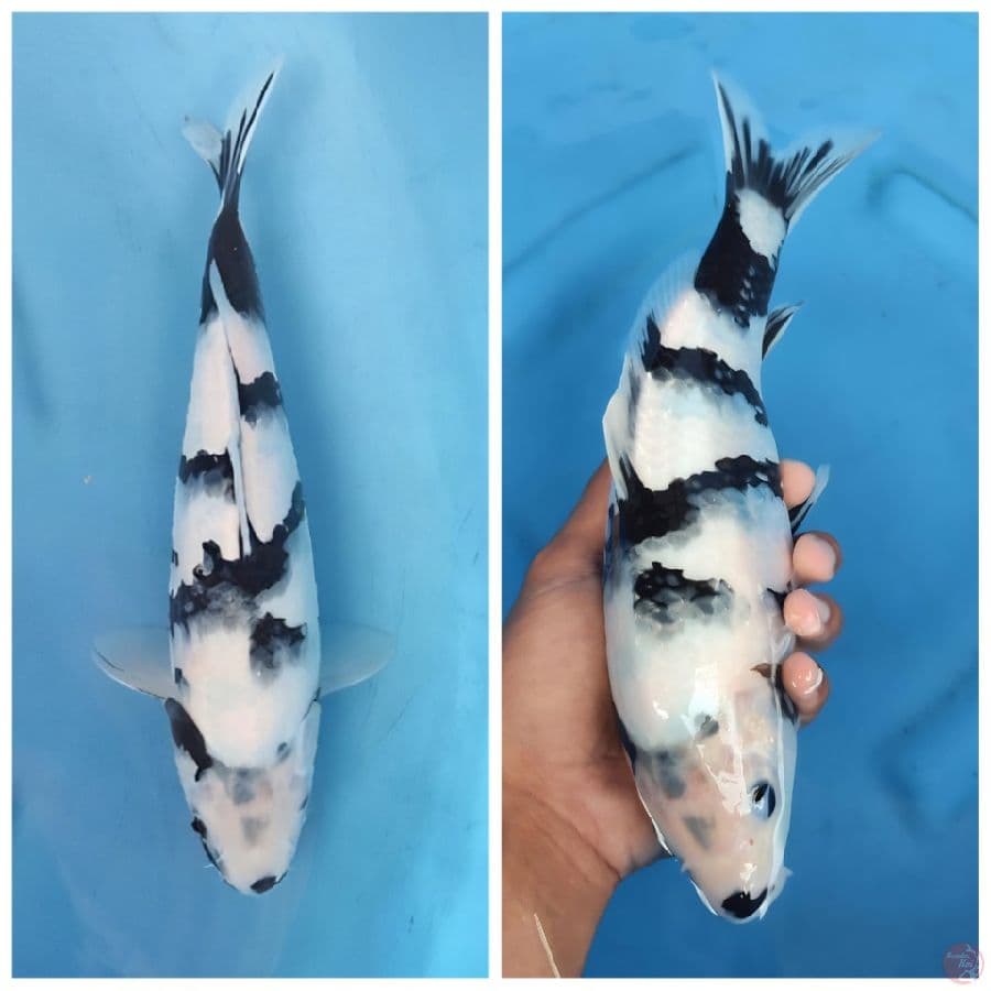 shiro utsuri SQ 30 cm original