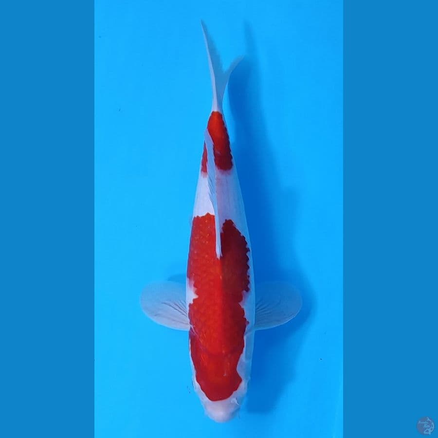 KOHAKU HQ BAHAN BAGUS ~32cm/Male~