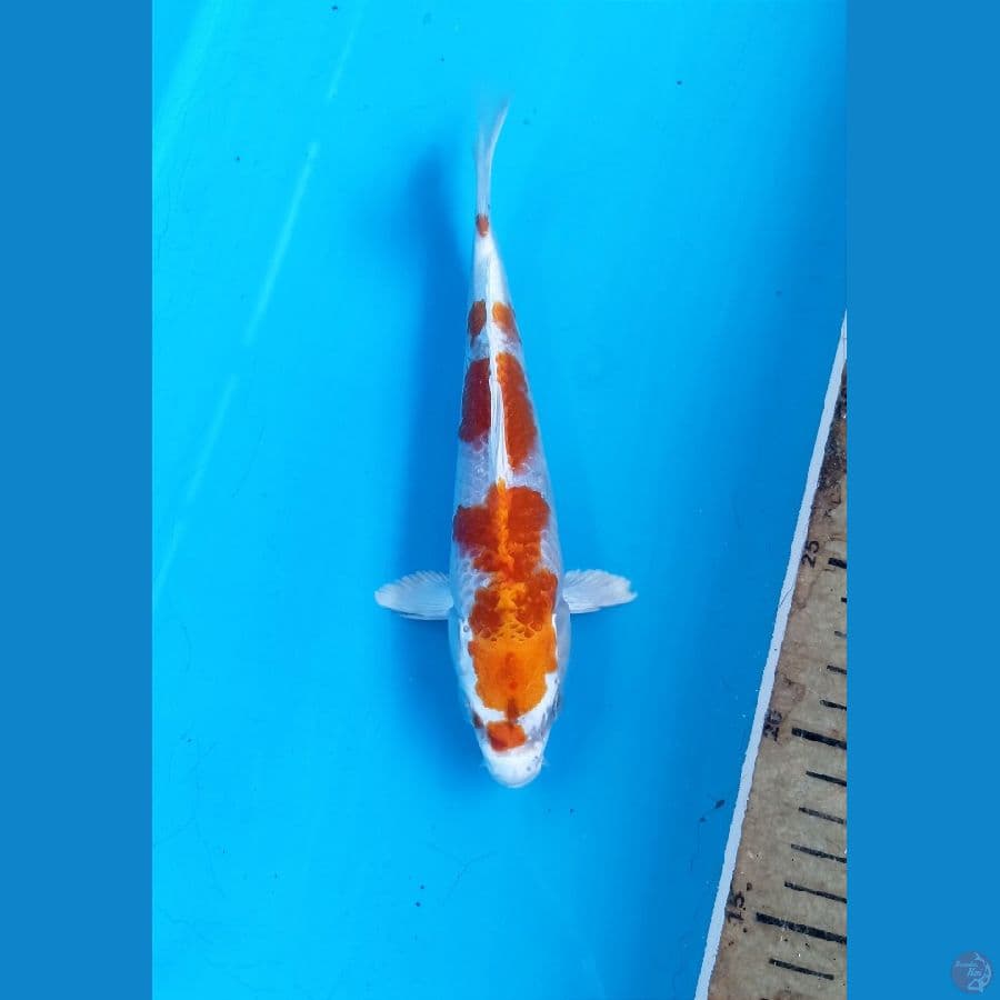 Hariwake 19cm