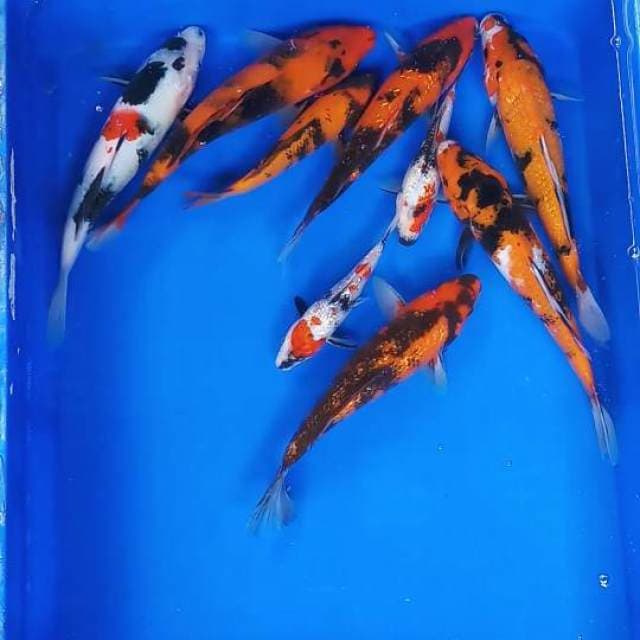 Mix koi lengkap