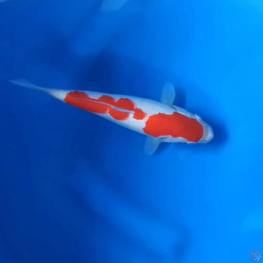 Kohaku Original 22Cm F
