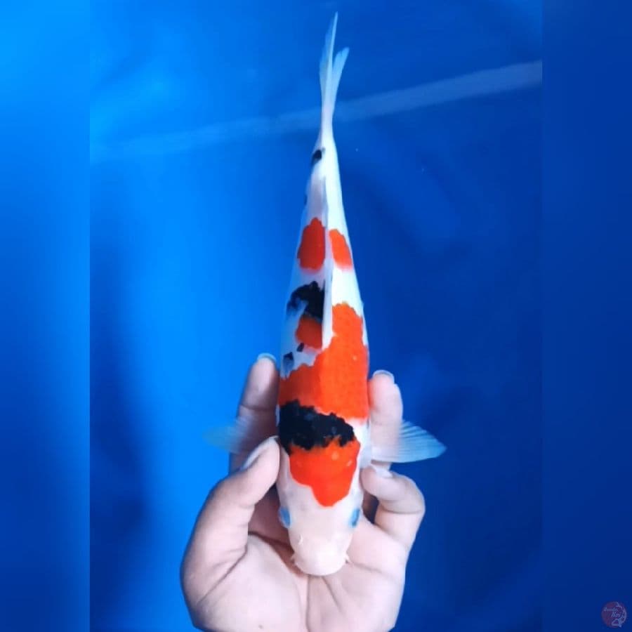 Sanke Halus 26Cm F
