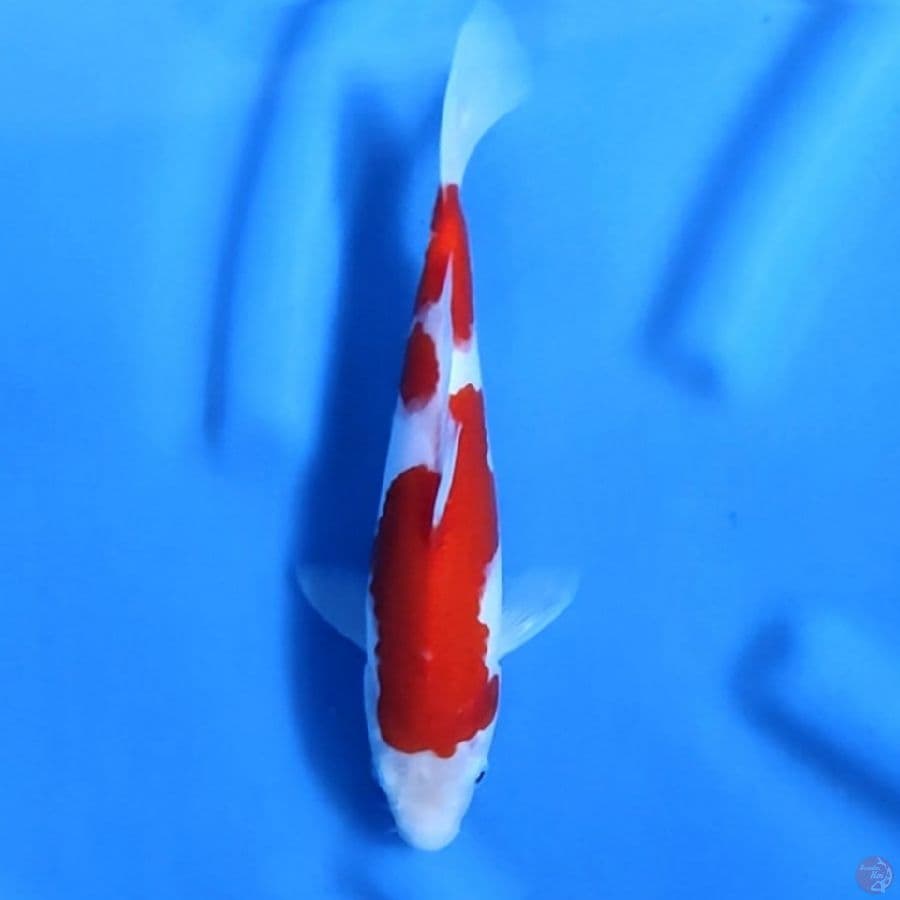 Kohaku original 26cm F