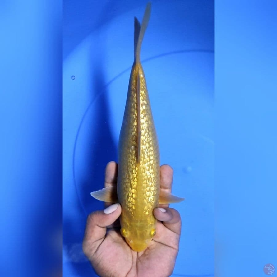 Caramel Ginrin 27cm F