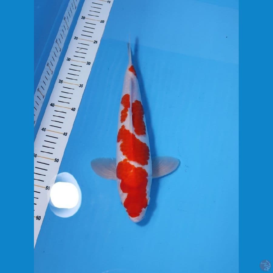 KOHAKU HQ 34CM - MALE