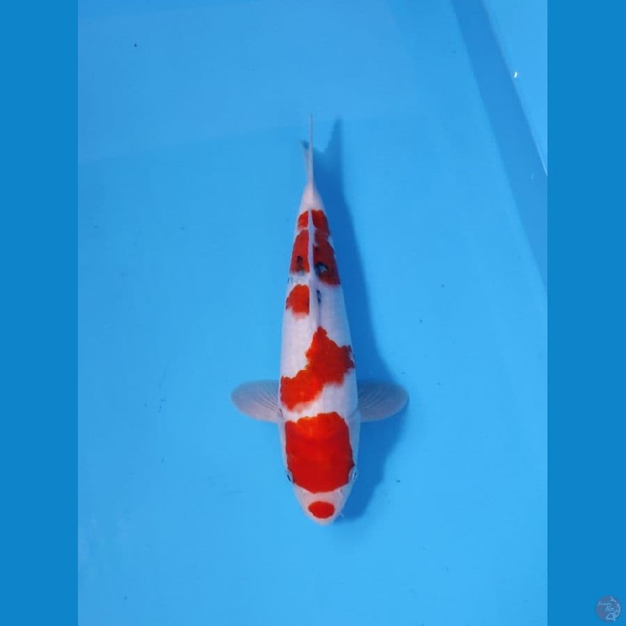SANKE HQ 30CM - MALE