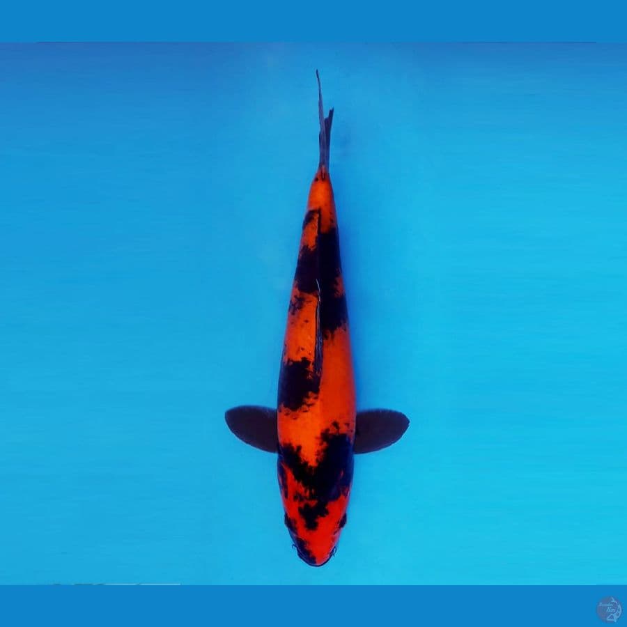 ASAHI LAVA 1 ~ Hi Utsuri 37 cm/male ™