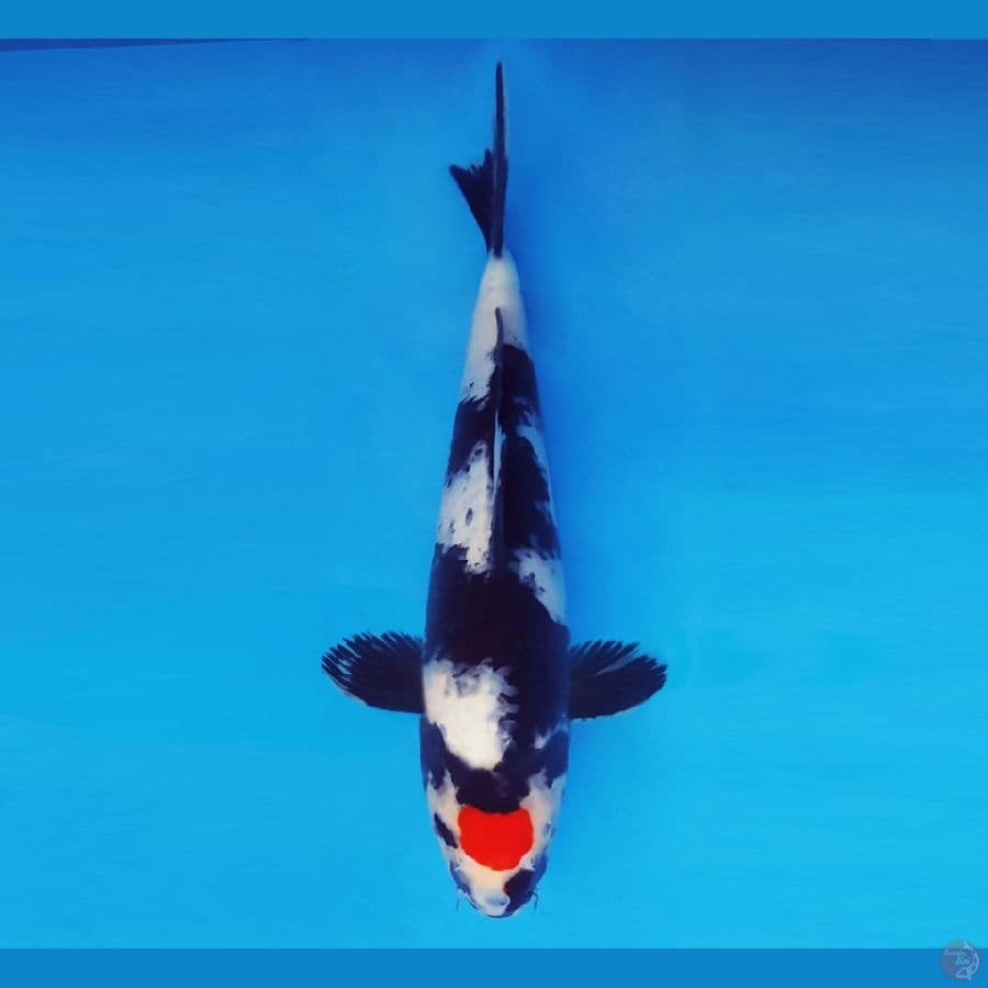 ASAHI LAVA 2 ~ Tancho Showa 37 cm/male ™