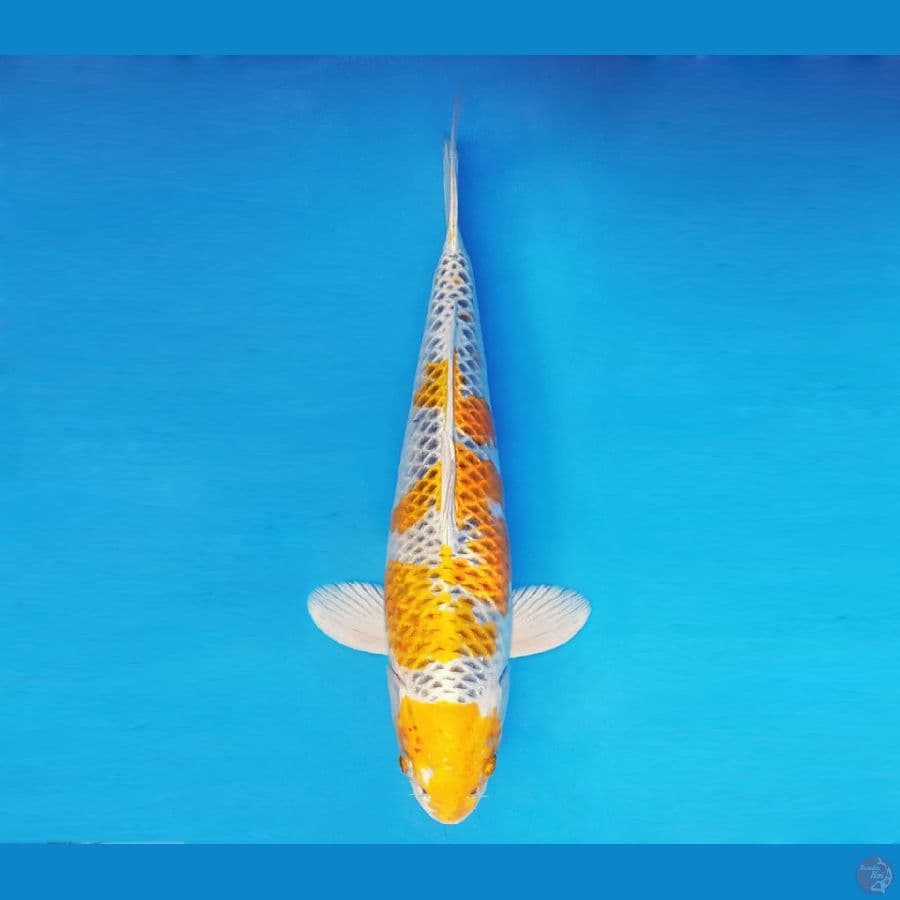 ASAHI LAVA 4 ~ Hariwake 42 cm/male ™
