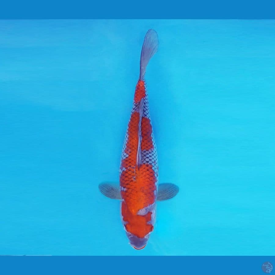 ASAHI LAVA 5 ~ Ochiba Sigure 30 cm/fm ™