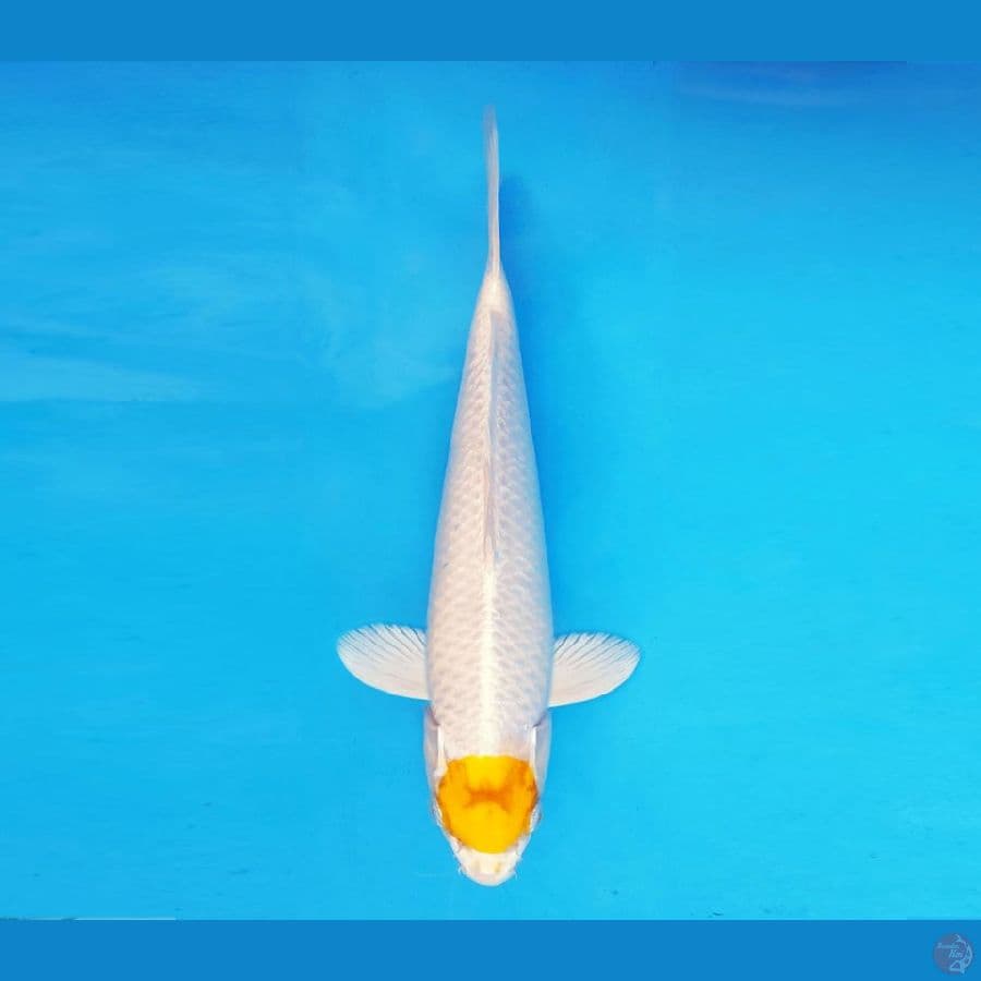 ASAHI LAVA 8 ~ Tancho Hariwake 34 cm/fm ™