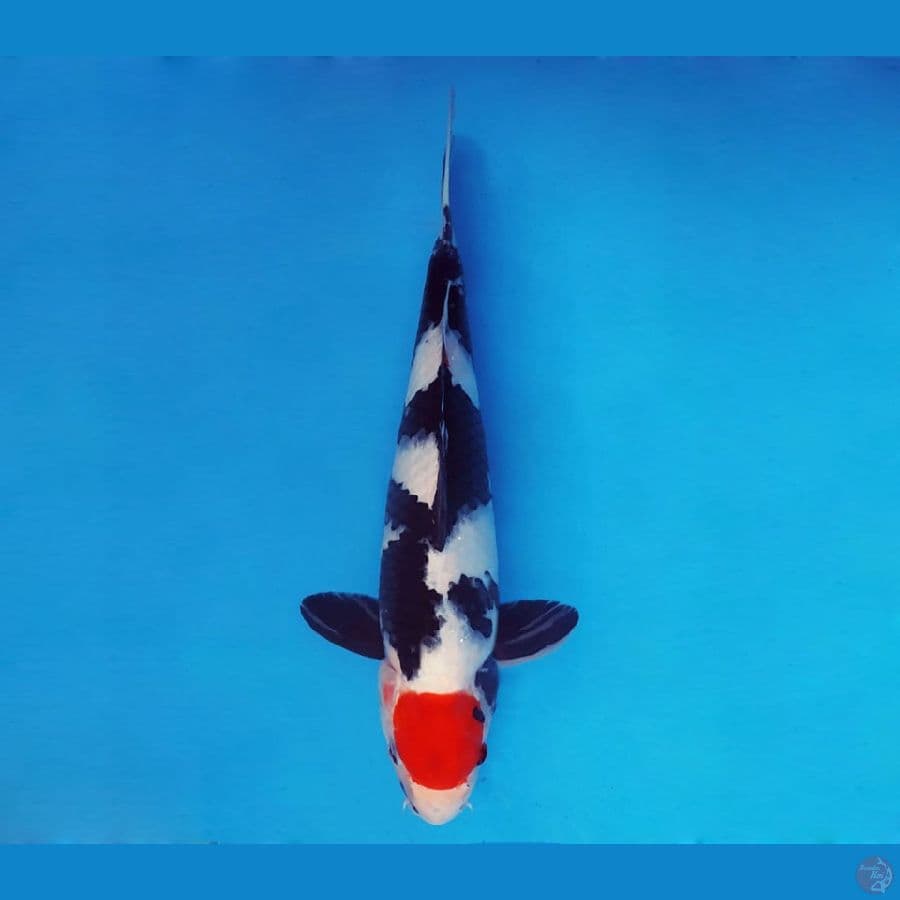 ASAHI LAVA 9 ~ Tancho Showa 36 cm/male ™