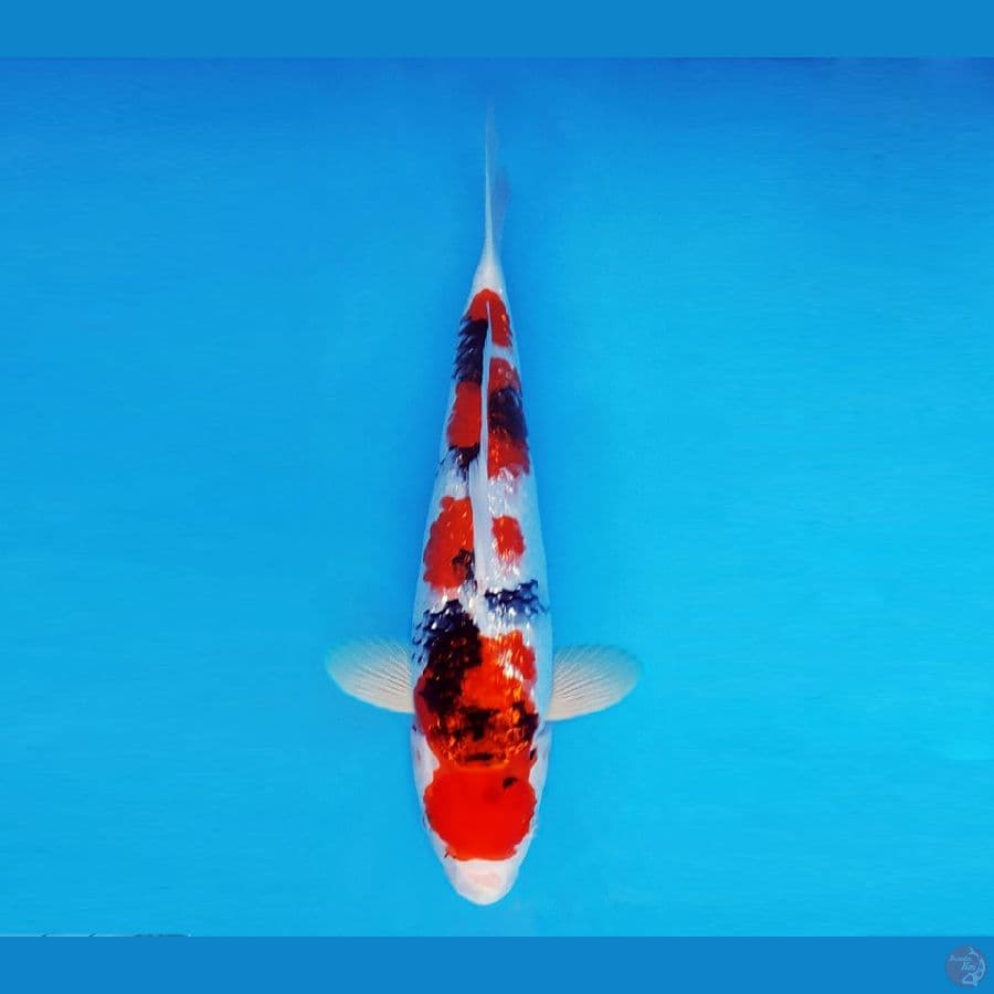 ASAHI LAVA 11 ~ Showa Gin Rin 31 cm/fm ™
