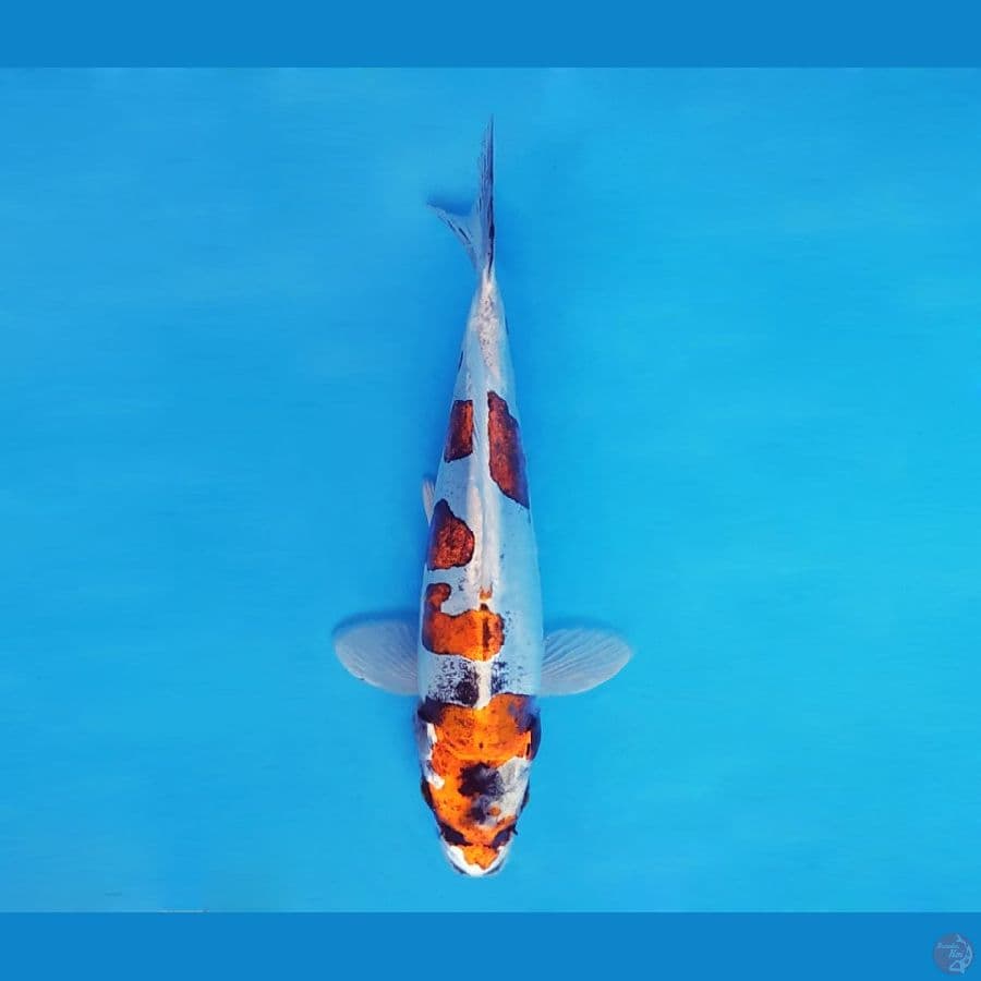 ASAHI LAVA 13 ~ Beni Kikokuryu 26 cm/fm ™