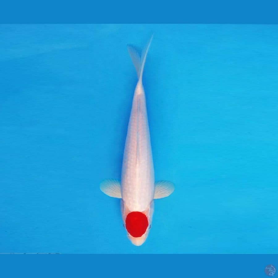 ASAHI LAVA 14 ~ Tancho 26 cm/male ™