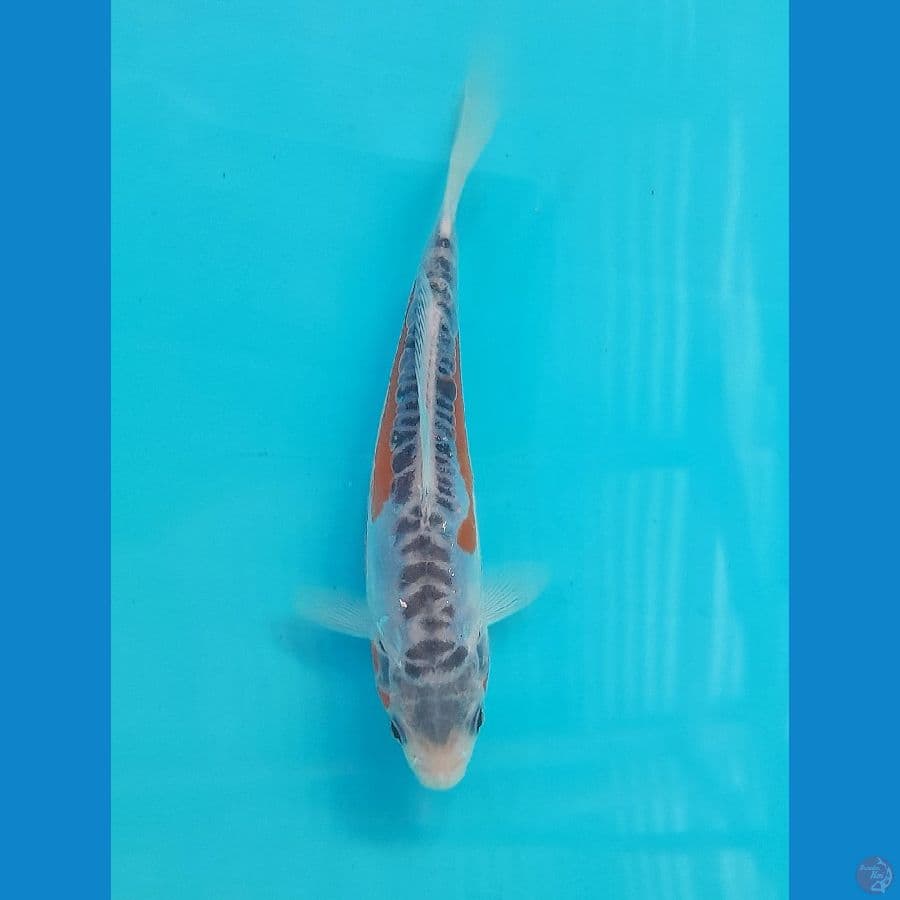 HANA SHUSUI (16CM)