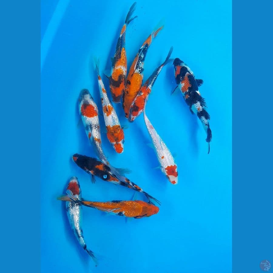 PAKET 10E SHOWA GINRIN (15-18CM)