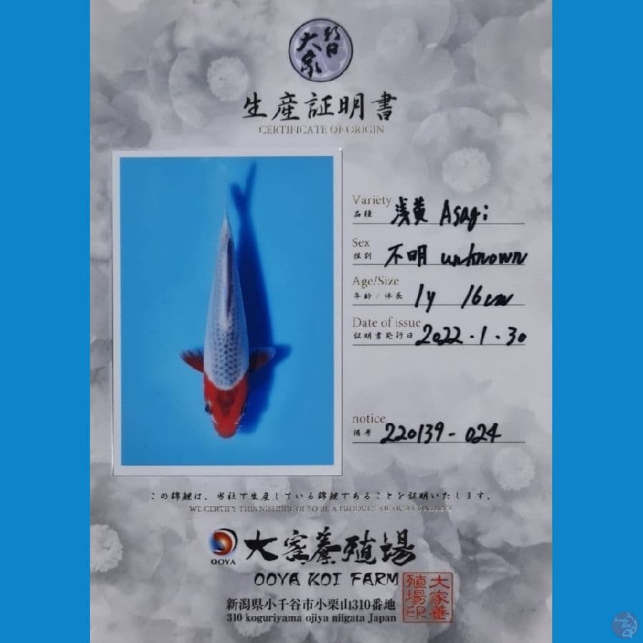 Asagi OOYA KOI FARM