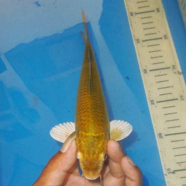 CHAGOI