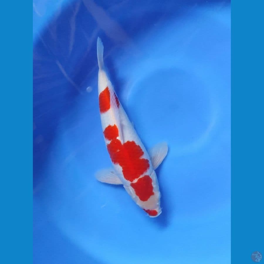 AMUNISI - KOHAKU original 34cm