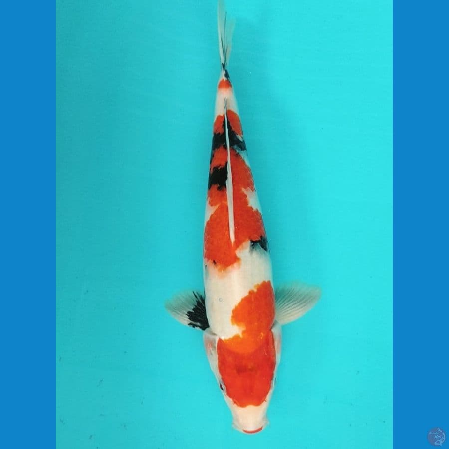 Showa 37cm.F