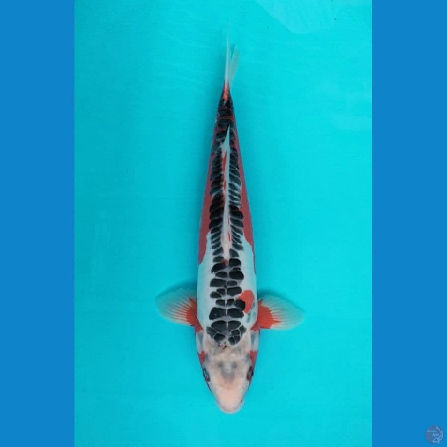 Shusui 37cm M